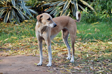 Obraz premium In the morning a a dog is standing in garden and looking for another dog