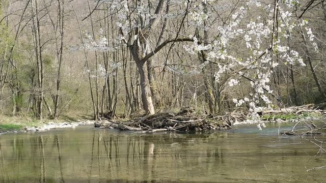 A river in spring with reflection of trees