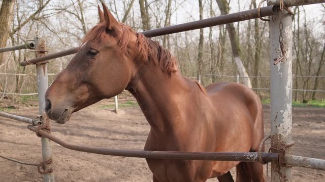 brown Horse on Farm. corral horse outdoor