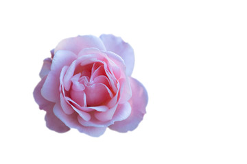 A pink rose blossom in garden with white background. It has many meaning. love, sweet lady, growth, marriage. It can use for background or greeting card.