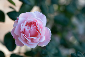 A pink rose blossom in garden with blur background. It can use for background or greeting card.