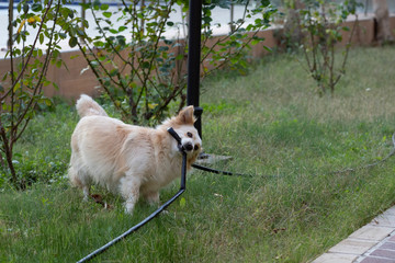 A dog is playing at lawn by biting black water hose