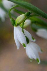 Fototapeta premium summer snowflake