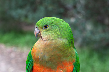 Australian King Parrot, Alisterus scapularis, perched on a fence post, Kennett River, Victoria, Australia