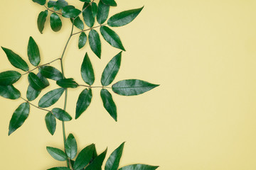 Fototapeta na wymiar Green leaves on yellow background. Flat lay, top view, space.