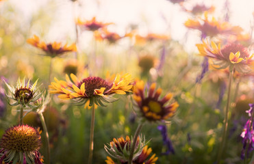 Summer wildflowers and sunny meadow. Postcard for the holiday of Trinity	