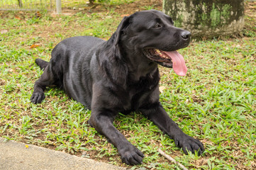 Black labrador retriever lying on green grass