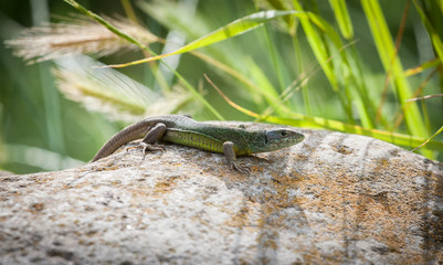 Lizard close-up