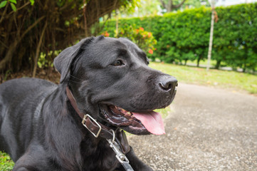 Black labrador retriever lying on green grass