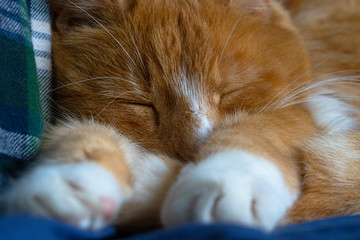 Large ginger male tabby cat sleeping, relaxed, tranquil and dreaming close up  showing paws whiskers eyes and nose