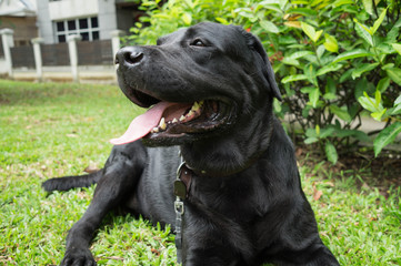 Black labrador retriever lying on green grass