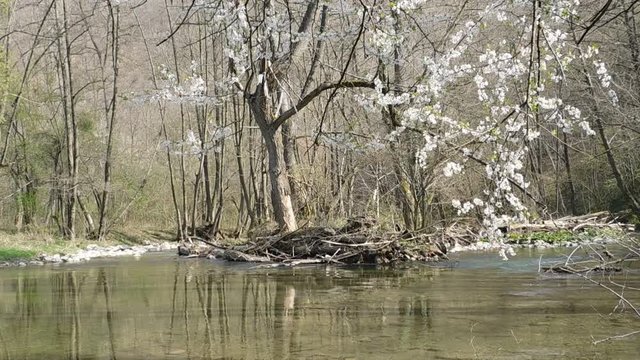 A river and flowering trees