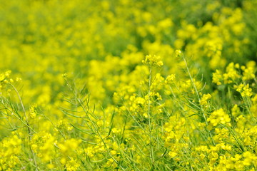 菜の花（canola flower）
