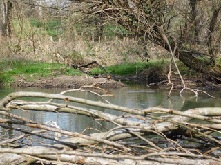Ducks on river in spring