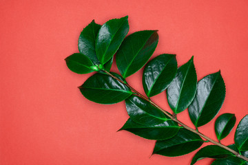 Green leaves on red background. Flat lay, top view, space.