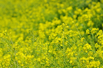 Fototapeta premium 菜の花（canola flower）
