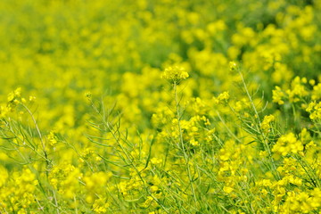 菜の花（canola flower）
