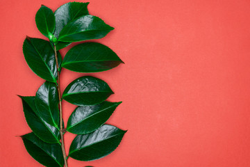 Fototapeta na wymiar Green leaves on red background. Flat lay, top view, space.