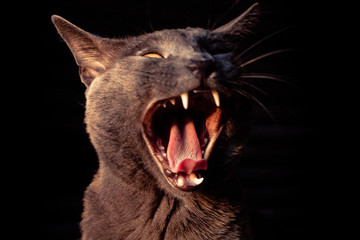 gato mostrando los dientes desperenazndose © Pablo Aubain