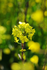 菜の花（canola flower）