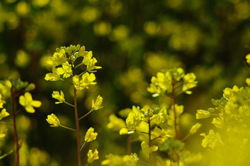 菜の花(canola flower)