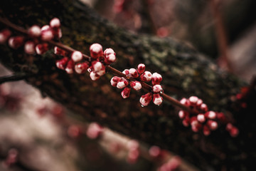 Ukraine Kiev spring came in cherry blossom