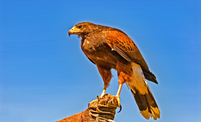 Harris hawk (parabuteo unicinctus)