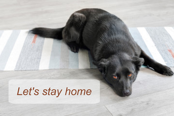 Stay at home social media campaign for coronavirus prevention. Concept with  portrait of  black dog