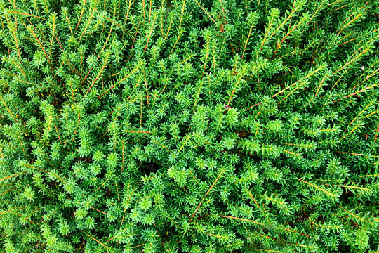 fir tree spruce leaves. conifer tree pattern. Background of Christmas tree branches.