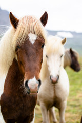 Obraz na płótnie Canvas Icelandic horses posing for the camera