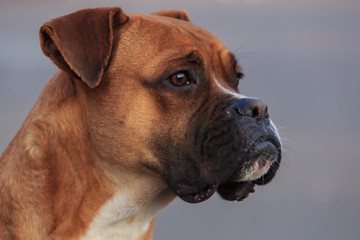 Portrait of a bulldog dog on a blurred background