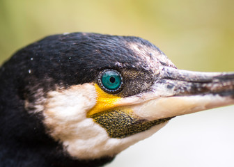Kormoran Makro auf das blaue Auge
