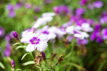 Pink and purple flowers close up