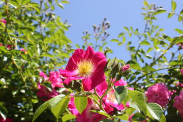 Rosa Rosen im Garten