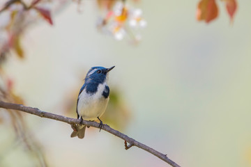 Ultramarine flycatcher 