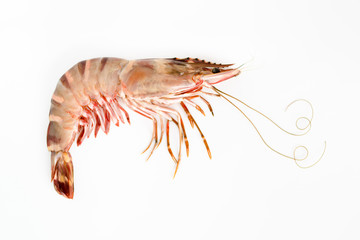 fresh tiger prawn on white background for seafood menu design