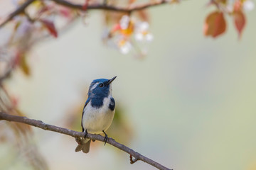 Ultramarine flycatcher 