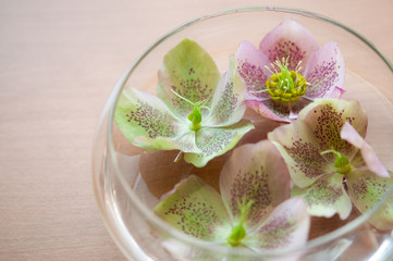 鉢の中のクリスマスローズの花 左側にコピースペース helleborus niger