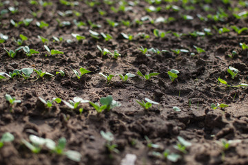 Growing radish in garden beds