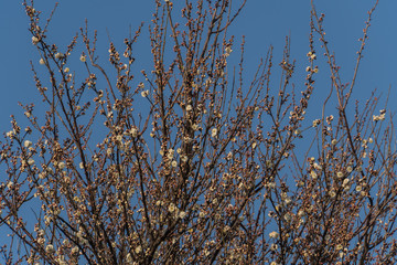 Plum blossoms; Japanese Apricot