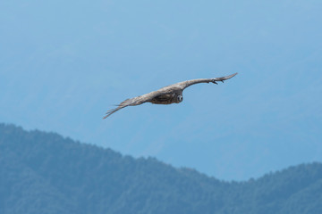 vulture in flight