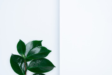Green leaves on white background. Flat lay, top view, space.