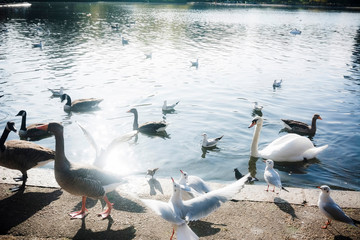 Hyde Park birds standing near lake (London, UK)
