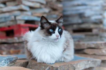 Ragdoll cat portrait, blue eyes