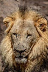 Close up of the face of a big male Lion