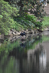 Fototapeta na wymiar Bird on a pond