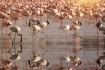 Flamingo birds in the lake Nakuru, African safari, Kenya