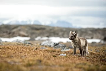 Polarfuchsjunges in der Nähe ihrer Höhle, Vulpes lagopus, im felsigen Lebensraum der Natur, Svalbard, Norwegen, Wildtierszene, Action, arktischer Gletscher und schneebedeckter Berg im Hintergrund, süße junge Säugetiere, wild