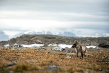 Naklejka premium Arctic Fox cub near their den, Vulpes lagopus, in the nature rocky habitat, Svalbard, Norway, wildlife scene, action, arctic glacier and mountain covered by snow in background,cute young mammals, wild