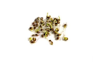 growing of marijuana,weed seed on isolated white background